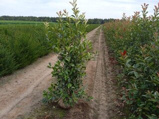 20x Glansmispel Photinia fraseri ‘Red robin’ 180 tot 200 centimeter (e